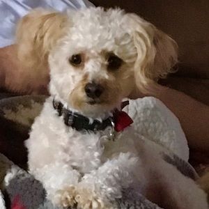 Meet your Posher, Diane